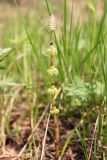 Equisetum sylvaticum