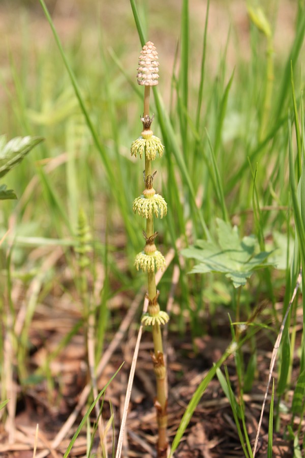 Изображение особи Equisetum sylvaticum.