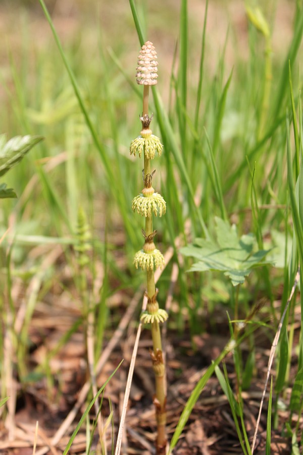 Image of Equisetum sylvaticum specimen.