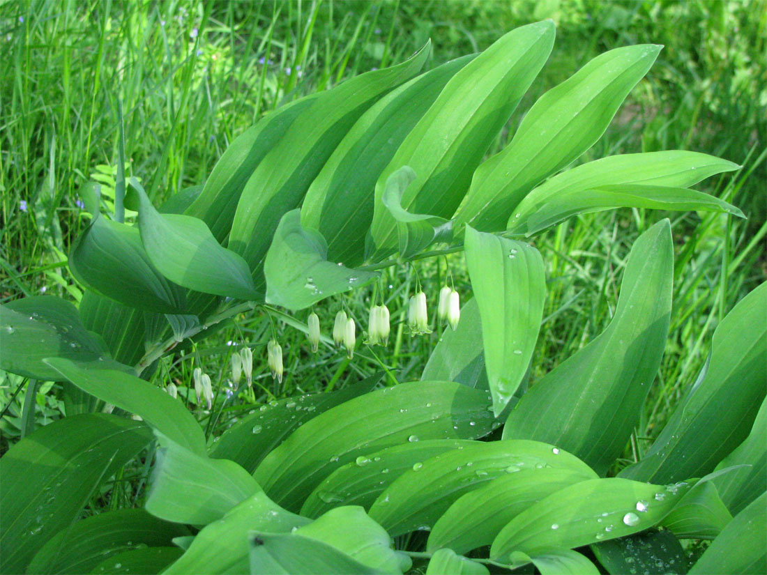 Image of Polygonatum multiflorum specimen.