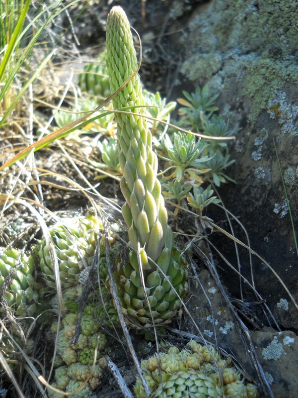 Изображение особи Orostachys spinosa.