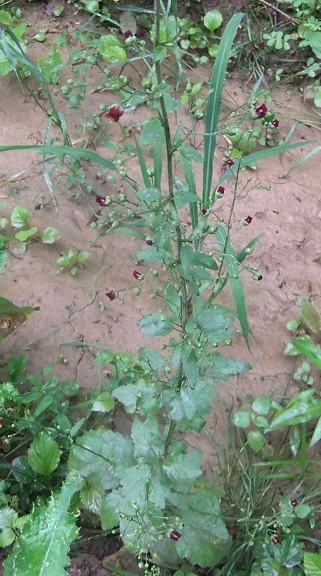 Изображение особи Scrophularia scopolii.