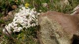 Androsace barbulata