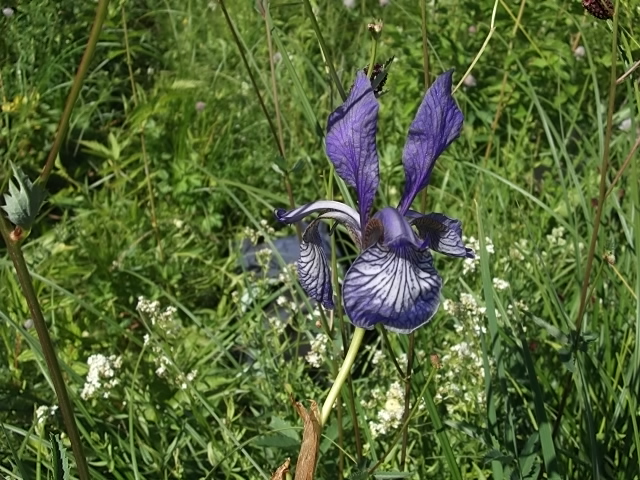 Изображение особи Iris sibirica.