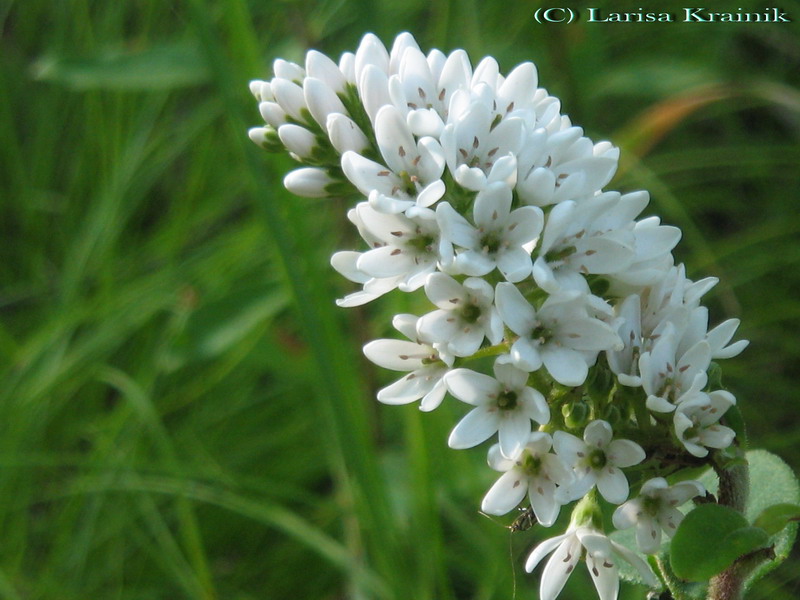 Image of Lysimachia barystachys specimen.