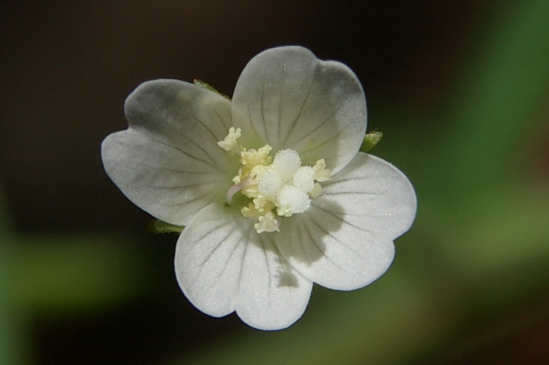 Изображение особи Epilobium lanceolatum.