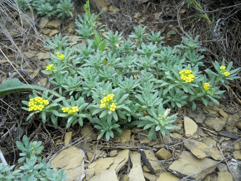 Изображение особи Alyssum lenense.