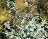 Echinops leucographus. Верхняя часть растения с соцветиями. Копетдаг, Чули. Конец мая 2011 г.