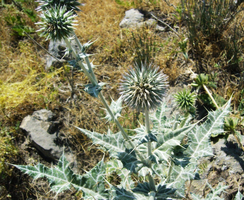 Изображение особи Echinops leucographus.