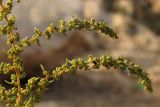 Suaeda altissima