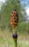 Equisetum variegatum