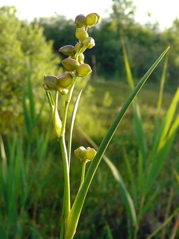 Изображение особи Scheuchzeria palustris.