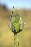 Dipsacus laciniatus