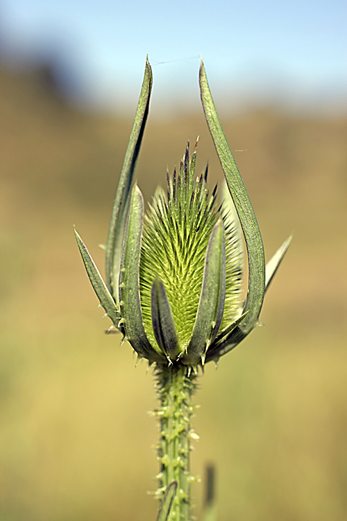 Изображение особи Dipsacus laciniatus.