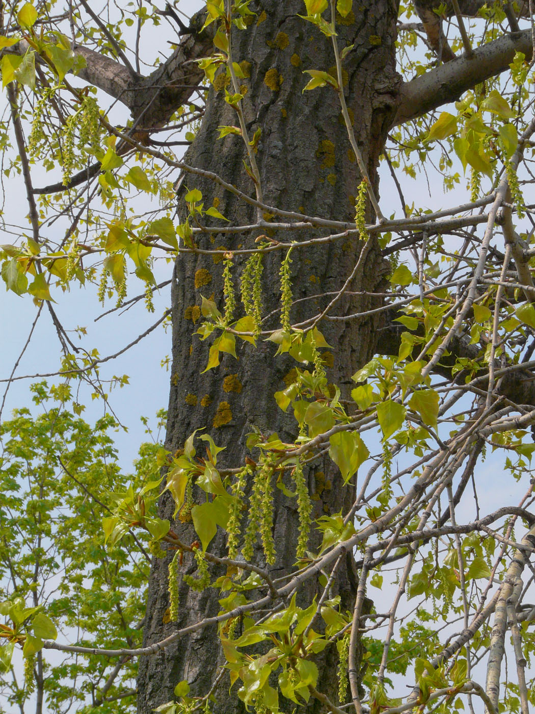 Изображение особи Populus deltoides.