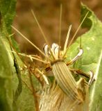 Centaurea benedicta