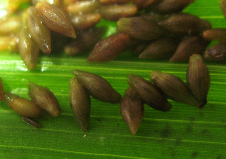 Image of Panicum dichotomiflorum specimen.