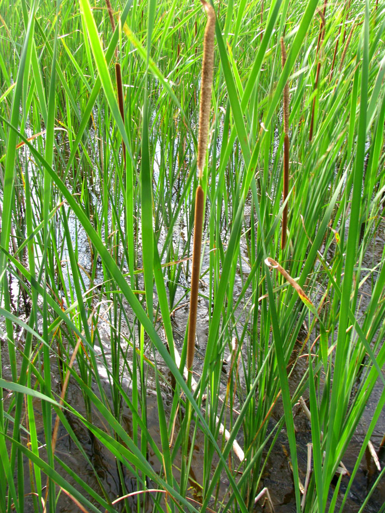 Изображение особи Typha angustifolia.