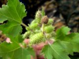 Xanthium strumarium
