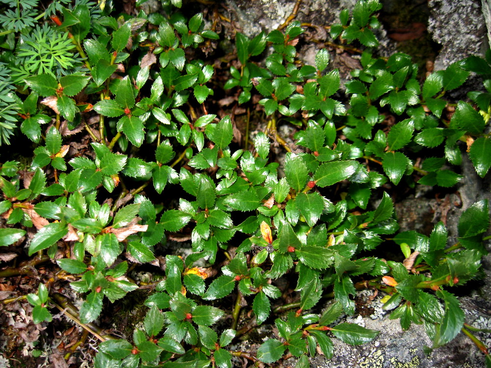 Изображение особи Salix berberifolia.