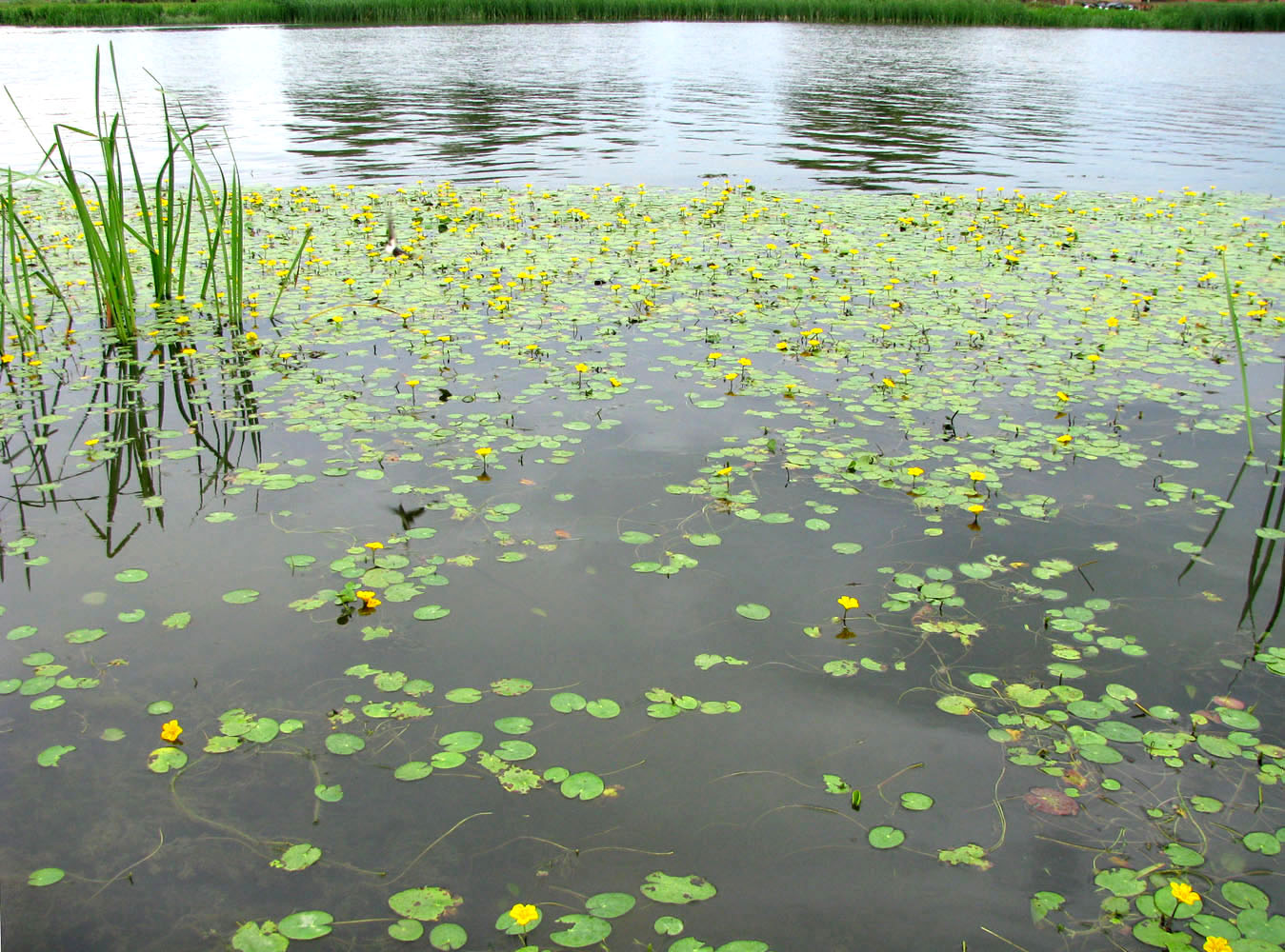 Image of Nymphoides peltata specimen.