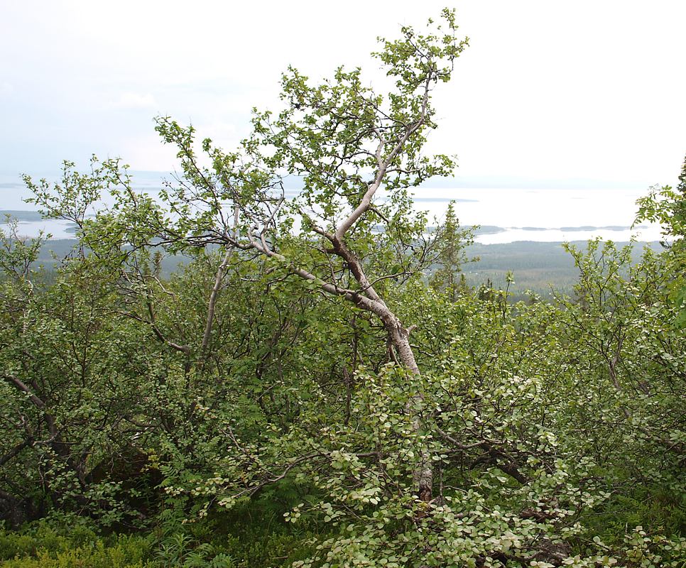 Image of Betula czerepanovii specimen.