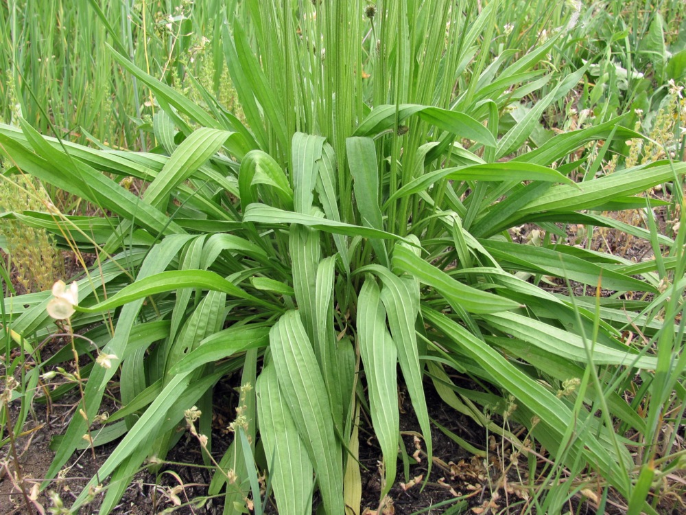 Image of Plantago lanceolata specimen.