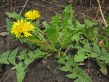 Taraxacum