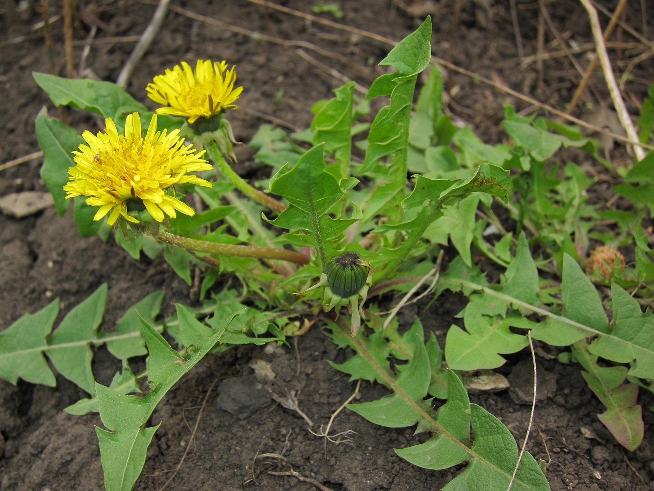 Изображение особи род Taraxacum.