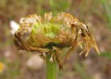 Image of taxon representative. Author is Надежда Замкова