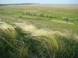 Stipa pulcherrima
