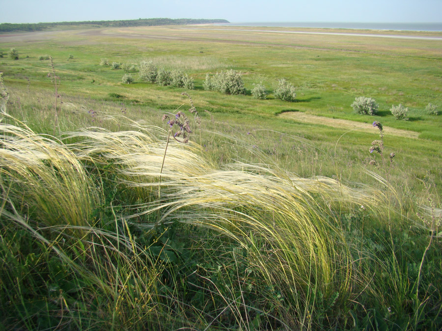 Изображение особи Stipa pulcherrima.