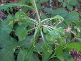 genus Campanula. Прикорневая часть цветущего растения. Украина, Черкасская обл., Каневский р-н, Региональный ландшафтный парк \"Трахтемиров\", обочина лесной дороги. 26 мая 2012 г.