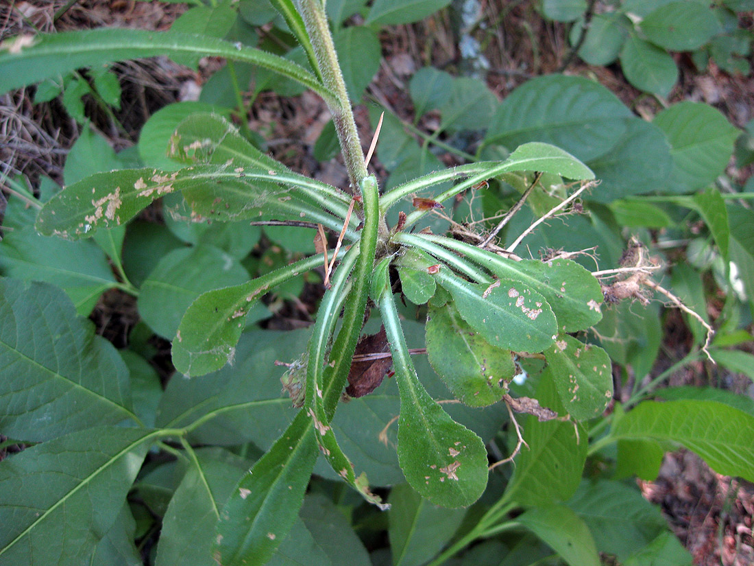 Image of genus Campanula specimen.