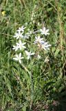 Ornithogalum ponticum