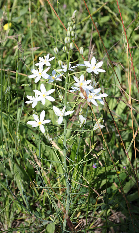 Изображение особи Ornithogalum ponticum.