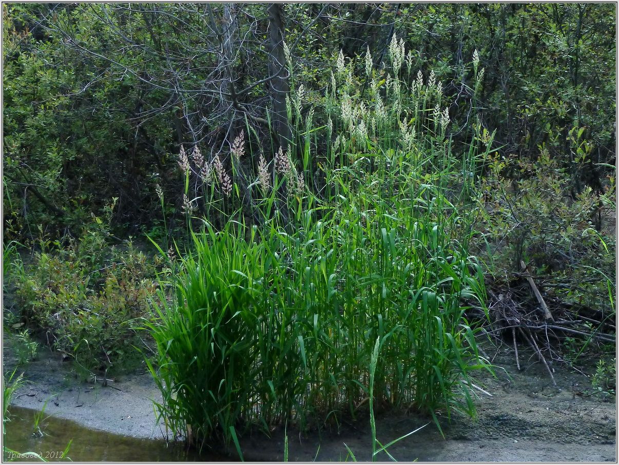 Изображение особи Phalaroides arundinacea.