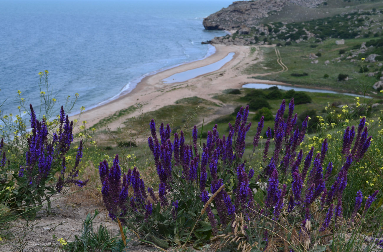 Image of Salvia tesquicola specimen.