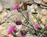 Centaurea eryngioides