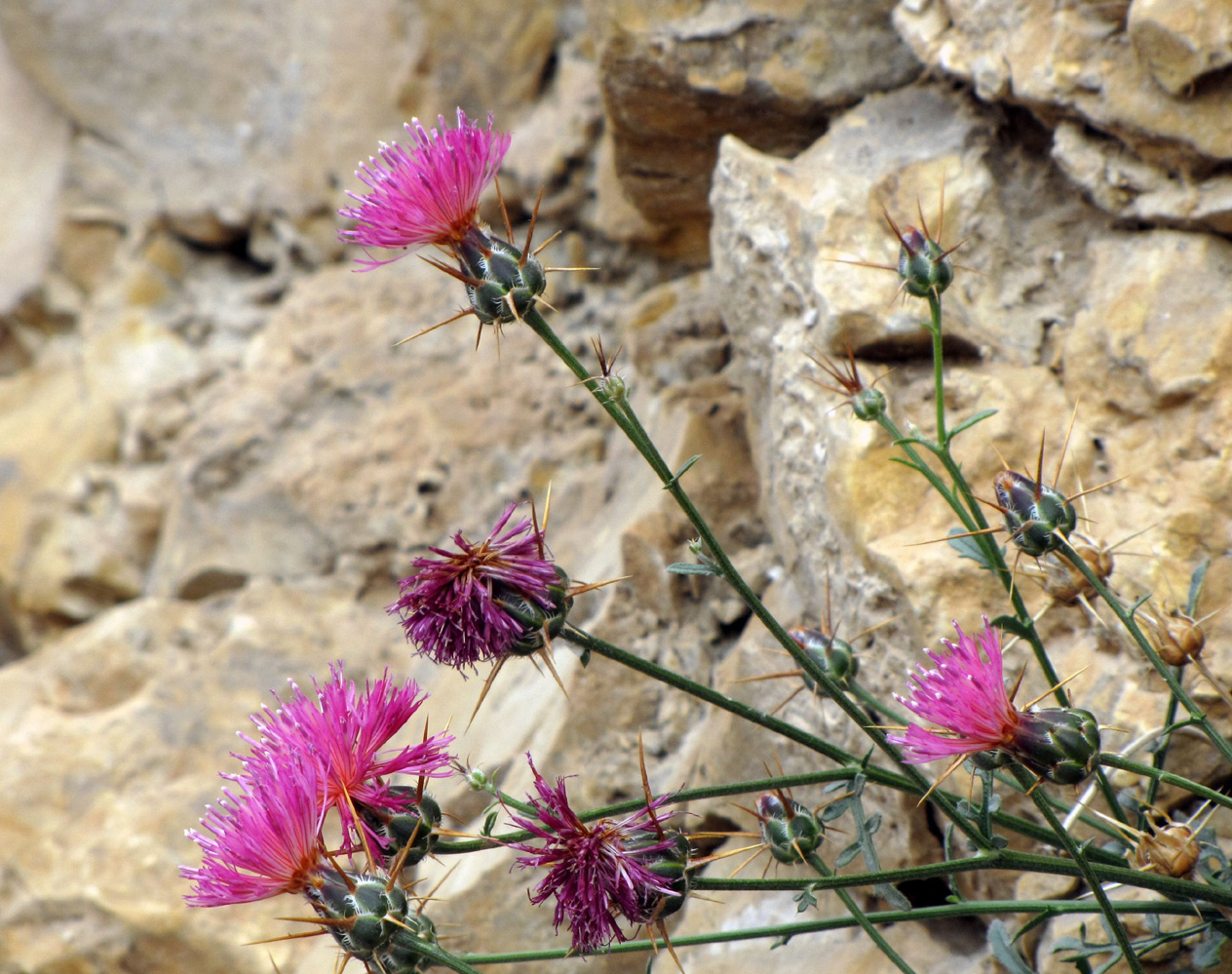 Image of Centaurea eryngioides specimen.