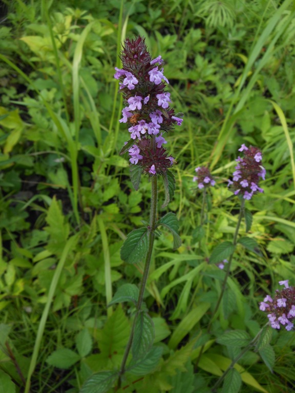 Image of Clinopodium chinense specimen.