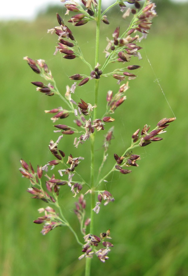 Image of Calamagrostis neglecta specimen.