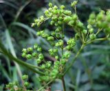 Filipendula ulmaria. Соплодие. Украина, Волынская обл., Ратновский р-н, с. Пески-Речицкие, берег р. Припять возле оз. Стрибуж, опушка ольшаника. 26 июля 2012 г.