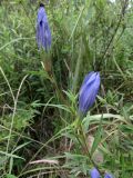 Gentiana pneumonanthe