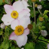 Anemone hupehensis