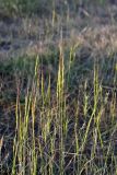 Aegilops cylindrica. Ассоциация цветущих Aegilops cylindrica (цилиндрические колосья) и Aegilops triuncialis L. (колосья с расставленными остями). Южный Казахстан, нижний Боролдай, 2 км выше пос. Коктюбе, у берега бетонного арыка. 31.05.2012.