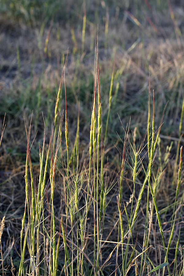 Изображение особи Aegilops cylindrica.