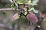 Amygdalus spinosissima. Плоды. Южный Казахстан, горы Каракус. 12.05.2010.