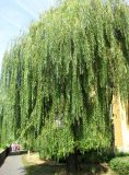 Salix babylonica. Крупное дерево. Венгрия, Хевеш, г. Эгер, у дома на набережной у ручья Эгер. 11.09.2012.