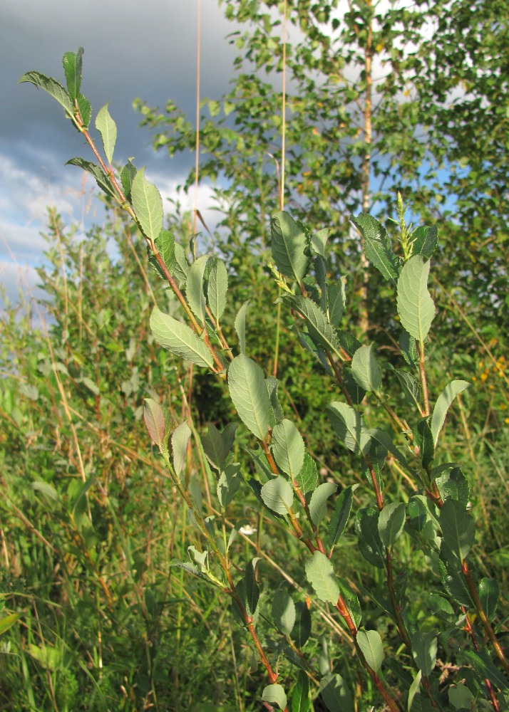 Image of Salix bebbiana specimen.